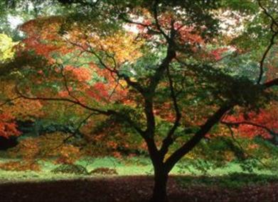 Acer tree