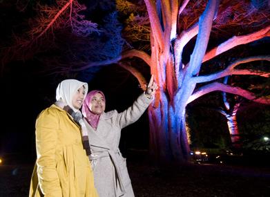 Westonbirt's Enchanted Christmas