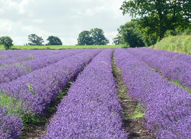 Somerset Lavender