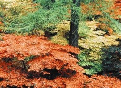 Autumnal colour trees