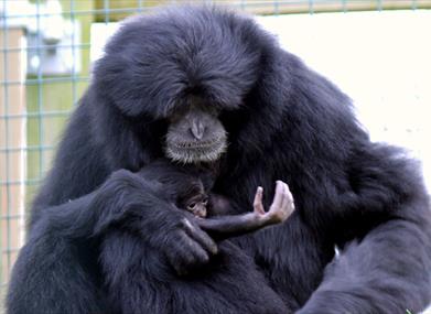 Save our Species Day at Noah's Ark Farm