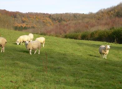 St Catherine's Contours, a guided walk near Bath