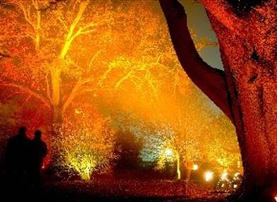 Westonbirt's Enchanted Christmas