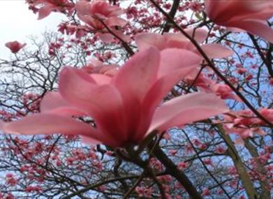 Pink Magnolia flower