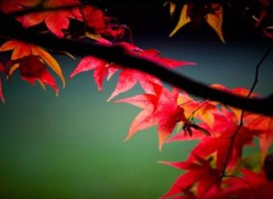 Close up of red leaves on a branch