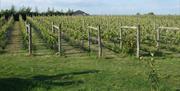 Quoins Vineyard