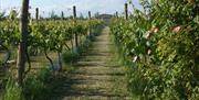 Quoins Vineyard