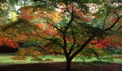 Thumbnail for Seed Gathering at Westonbirt
