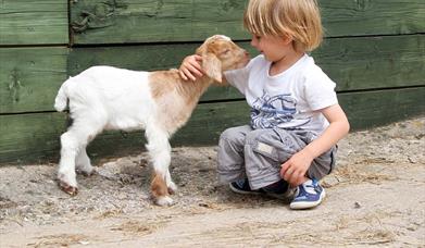 Noah's Ark farm