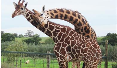 Noah's Ark Farm
