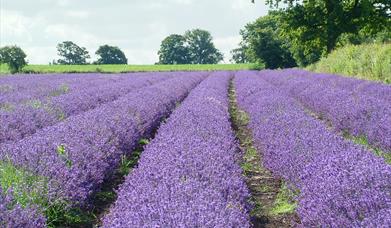 Somerset Lavender