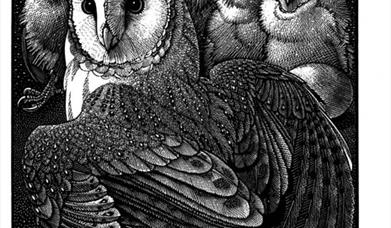 Thumbnail for Colin see-Paynton: Of a Feather