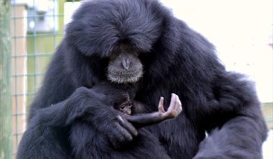 Save our Species Day at Noah's Ark Farm