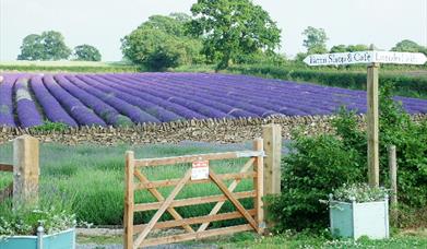 Somerset Lavender