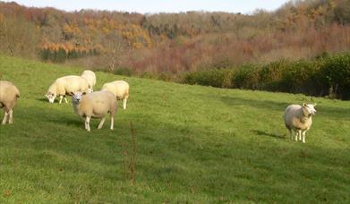 St Catherine's Contours, a guided walk near Bath