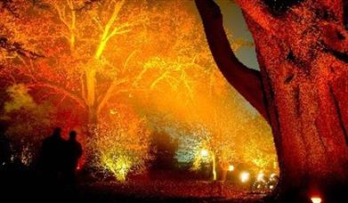 Thumbnail for Enchanted Christmas at Westonbirt