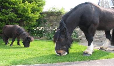 Thumbnail for Horseworld