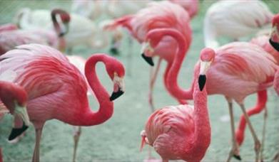 Thumbnail for WWT Slimbridge Wetlands Centre