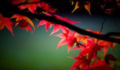 Thumbnail for Digital Photography Course - Intermediate