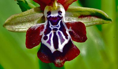 Thumbnail for Wild Orchids of Europe Exhibition by Don Tait
