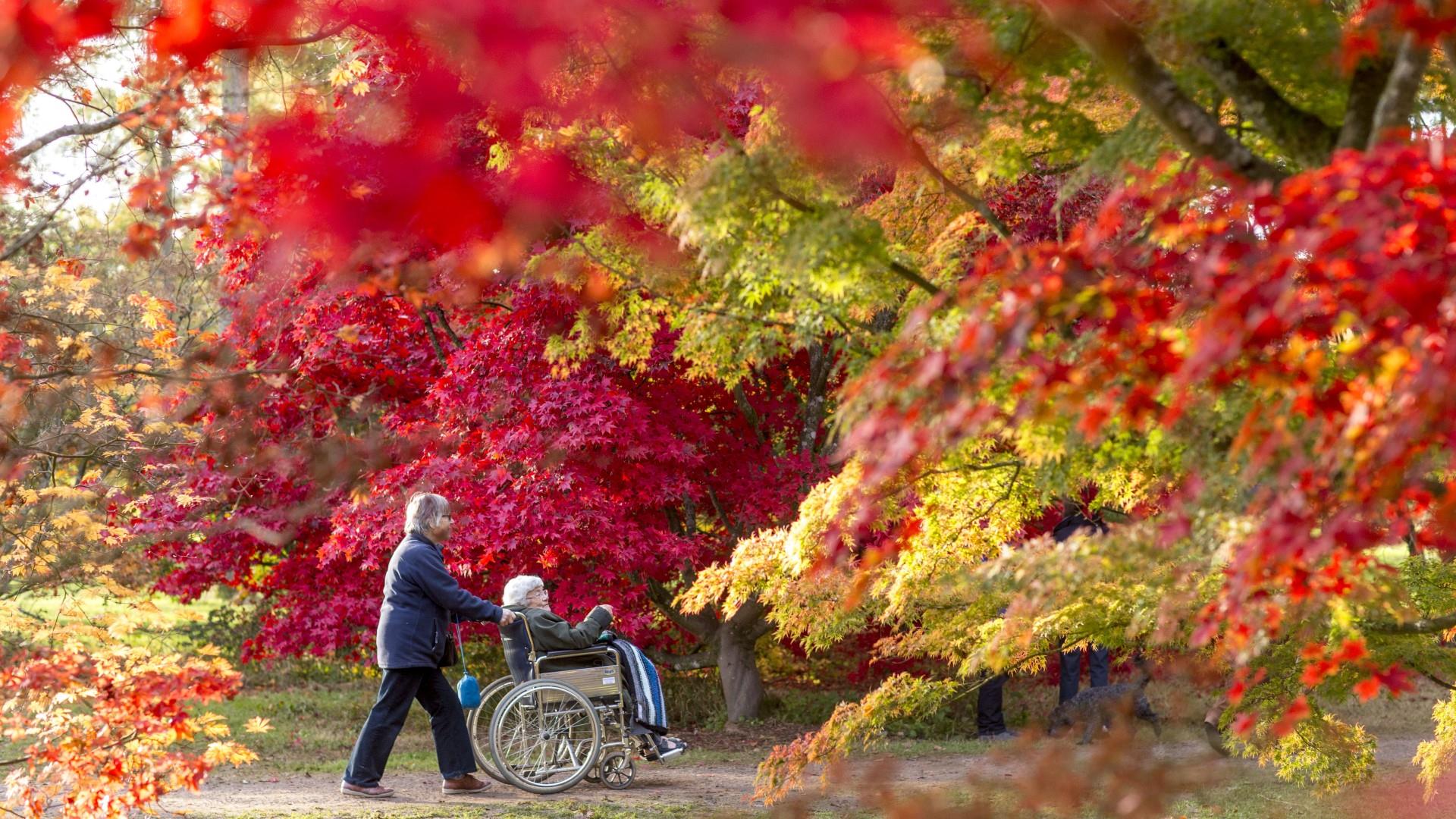 Westonbirt Arboretum wheelchair ride in autumn credit Paul Box_2016