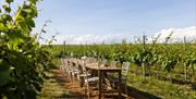 Open table in vineyard