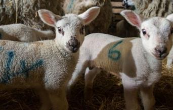 White lambs with blue spray paint markings