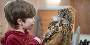 Boy with owl
