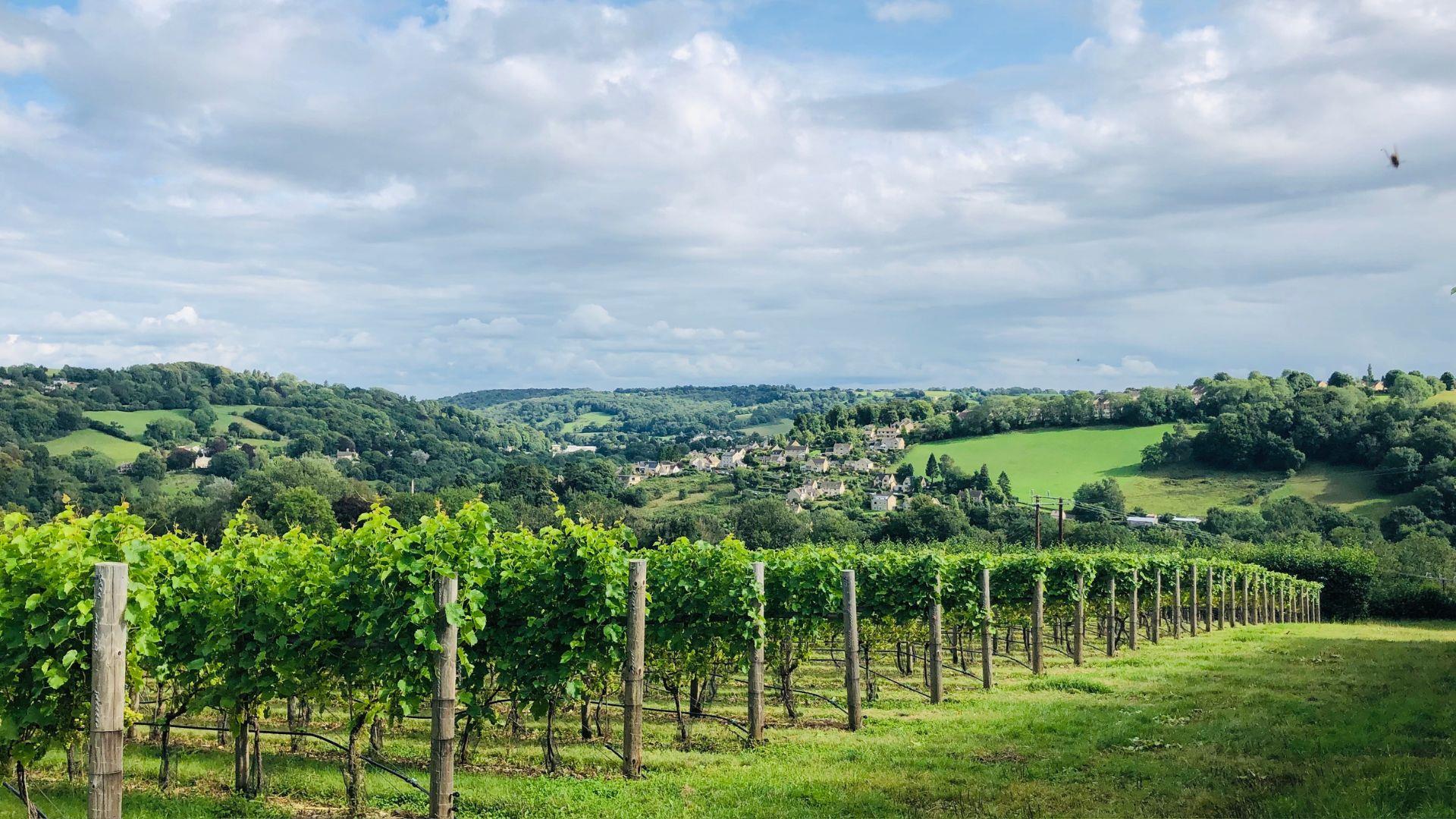 Woodchester Valley Vineyard