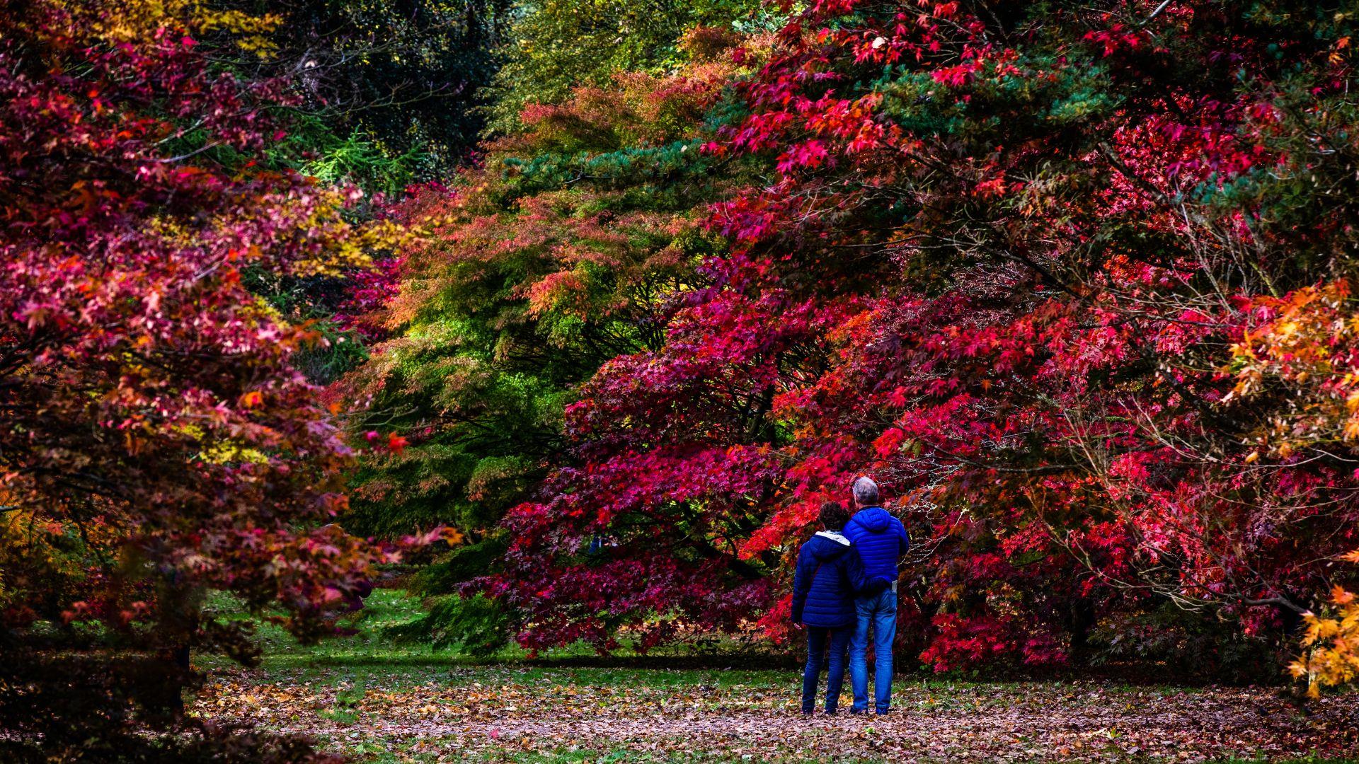 Couple looking up at trees