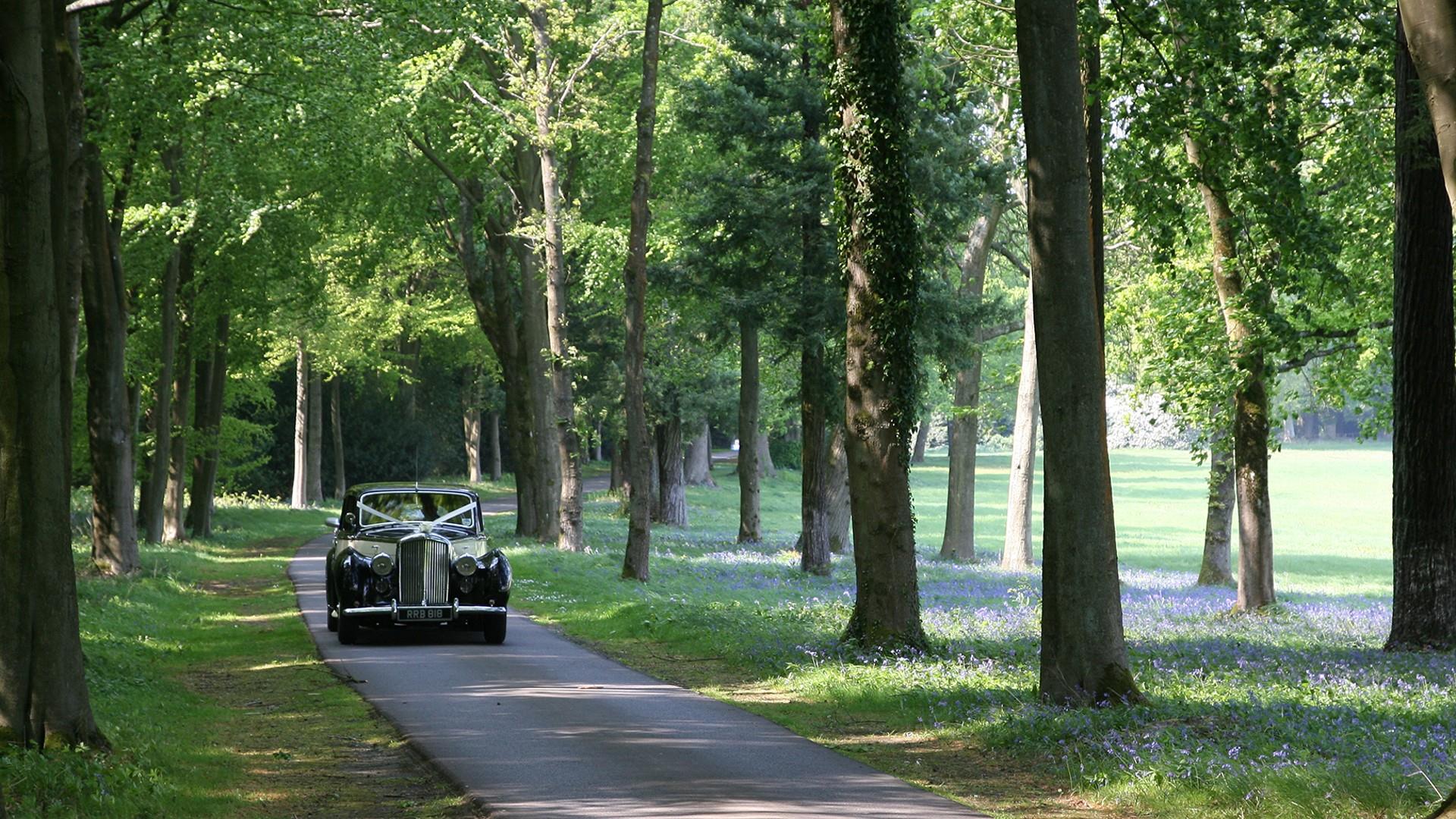 Wedding car drives down tree lined road