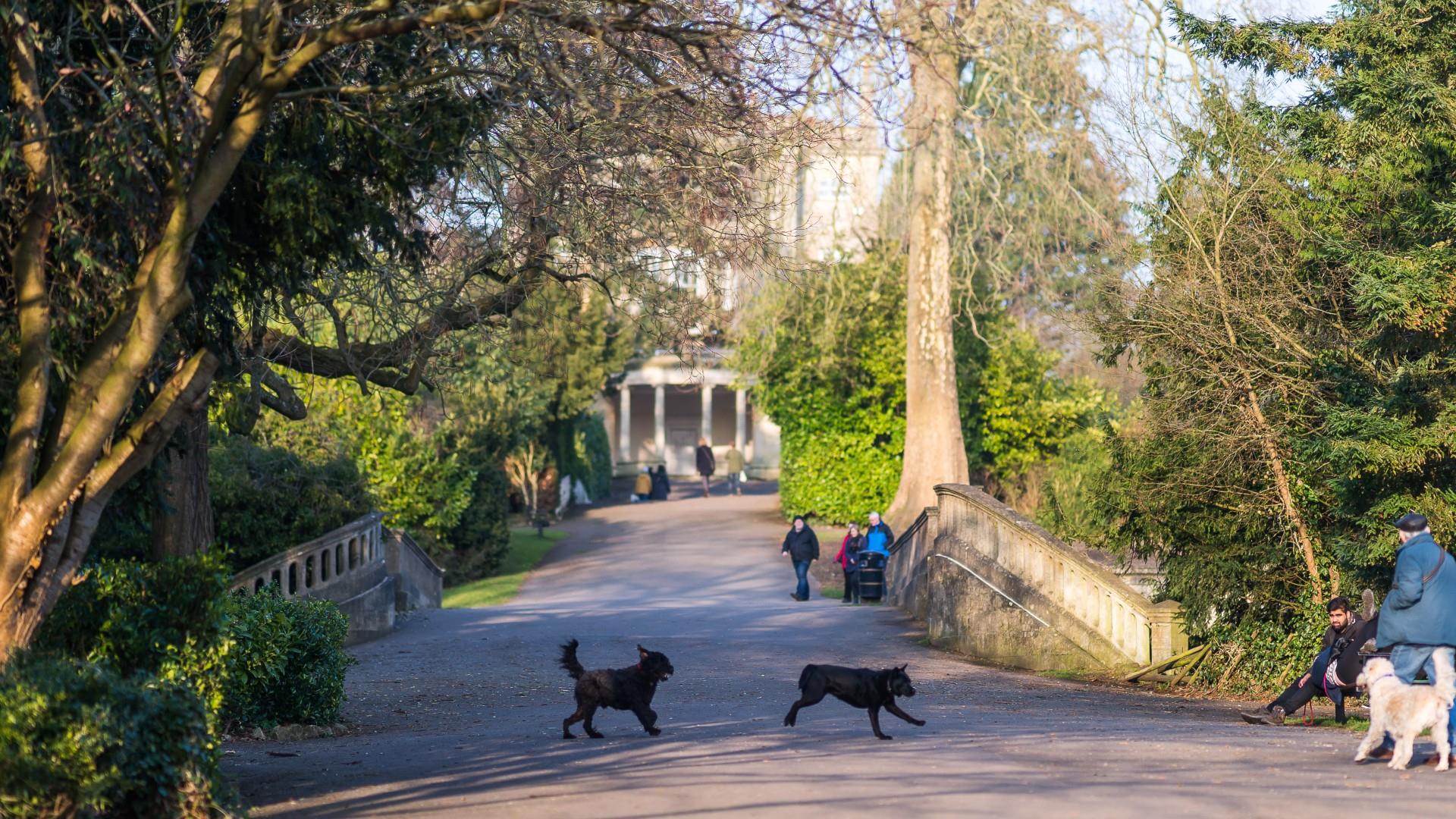 Dogs run around in in Sydney Gardens