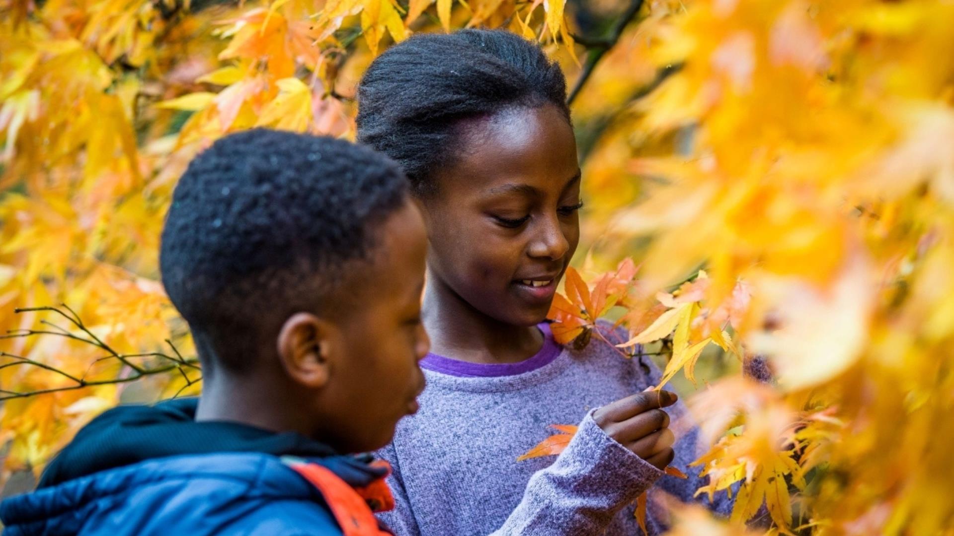 Autumn Family Trail at Westonbirt Arboretum