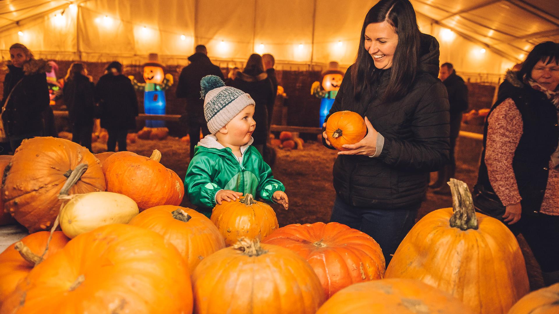 Pumpkins at Avon Valley Adventure & Wildlife Park