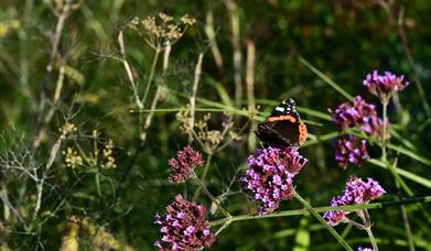 Organic Garden Workshop