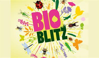 Colourful bioblitz image featuring plants and animals