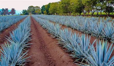 An image of an agave field 