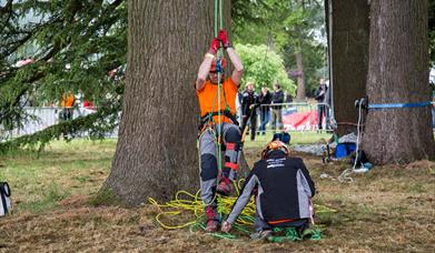 tree climbers at base of large tree