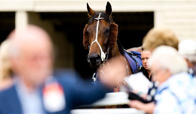 Bath Racecourse