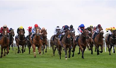 A group of horses and their jockeys racing on a racecourse