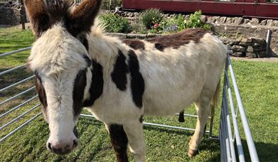 White donkey with brown spots 