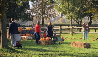 Pumpkins in the paddock