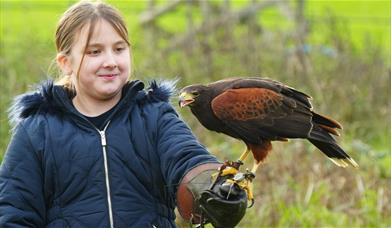 A girl holds a Harris Hawk on her gloved hand