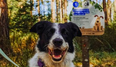 Dog in front of trail sign