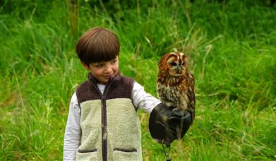 A young boy holds a tawny owl on his gloved hand