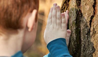 Boy touching bark of large tree