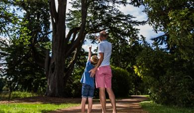 man and young boy looking up in the trees 