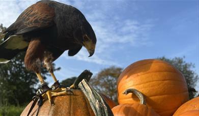 A Harris Hawk stands on a pile of pumpkins set against a blue sky
