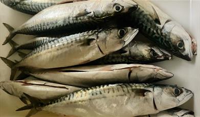 fish