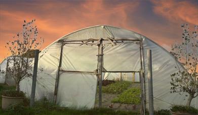 Kate's polytunnel